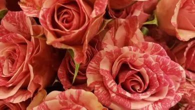florarie online